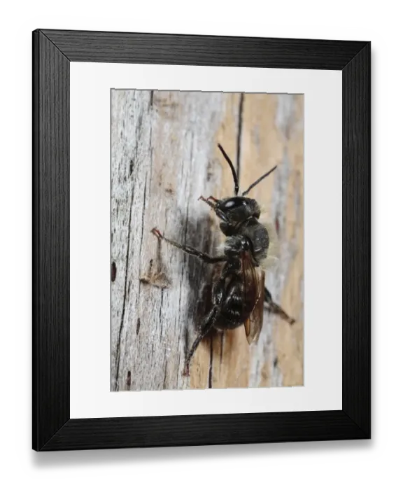 Framed Print : Mason Bee (Osmia leaiana) adult male, resting on fencepost, Powys, Wales, july Framed Print : Mason Bee (Osmia leaiana) adult male, resting on fencepost, Powys, Wales, july