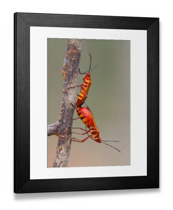 Framed Print : Cotton-stainer Bug (Dysdercus sp. ) adult pair, mating, on twig in spiny forest, Reniala Nature Reserve, Ifaty, Western Madagascar, august Framed Print : Cotton-stainer Bug (Dysdercus sp. ) adult pair, mating, on twig in spiny forest, Reniala Nature Reserve, Ifaty, Western Madagascar, august