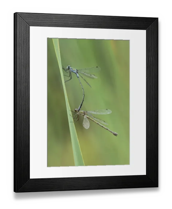 Framed Print : Emerald Damselfly (Lestes sponsa) adult pair, male holding female with abdomen prior to mating, Leicestershire, England, july Framed Print : Emerald Damselfly (Lestes sponsa) adult pair, male holding female with abdomen prior to mating, Leicestershire, England, july