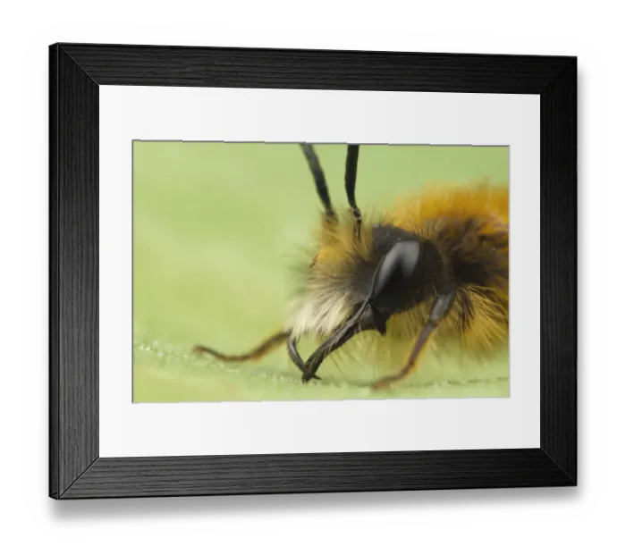 Framed Print : Tawny Mining Bee (Andrena fulva) adult male, close-up of head, Leicestershire, England, april Framed Print : Tawny Mining Bee (Andrena fulva) adult male, close-up of head, Leicestershire, England, april