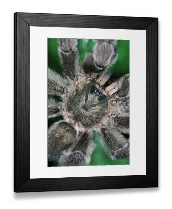 Framed Print : Common Pinktoe Tarantula (Avicularia avicularia) adult, close-up of cephalothorax, Trinidad, Trinidad and Tobago