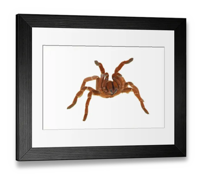 Framed Print : King Baboon Spider (Citharischius crawshayi) adult, in defensive posture