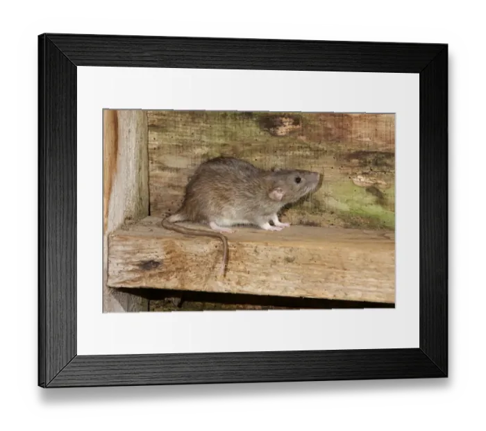 Framed Print : Brown Rat (Rattus norvegicus) adult, standing on wood, England, august (captive) Framed Print : Brown Rat (Rattus norvegicus) adult, standing on wood, England, august (captive)
