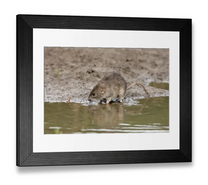 Framed Print : Brown Rat (Rattus norvegicus) adult, standing on mud at edge of water, England, august (captive) Framed Print : Brown Rat (Rattus norvegicus) adult, standing on mud at edge of water, England, august (captive)