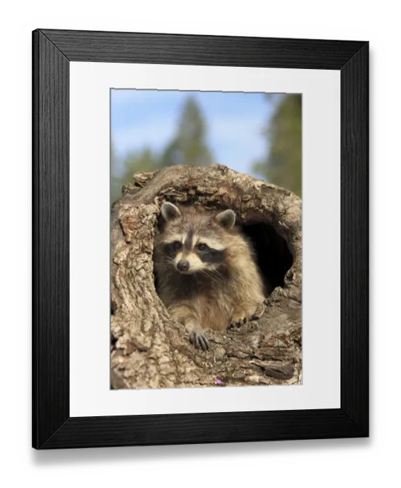 Framed Print : Common Raccoon (Procyon lotor) adult female, in hollow tree trunk, Montana, U. S. A. june Framed Print : Common Raccoon (Procyon lotor) adult female, in hollow tree trunk, Montana, U. S. A. june