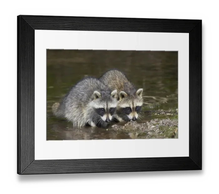 Framed Print : Common Raccoon (Procyon lotor) two young, feeding, crabbing at edge of water in mangrove swamp, Ding Darling N. W. R