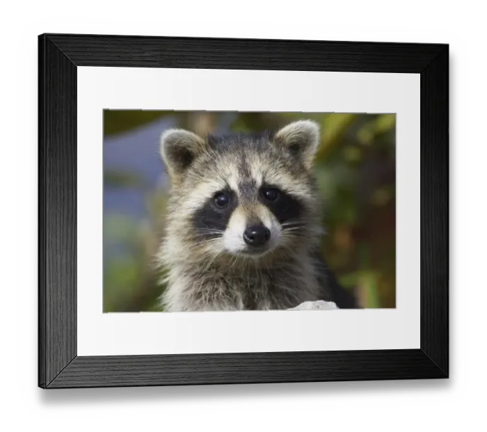 Framed Print : Common Raccoon (Procyon lotor) adult, close-up of head, Ding Darling N. W. R. Florida, U. S. A Framed Print : Common Raccoon (Procyon lotor) adult, close-up of head, Ding Darling N. W. R. Florida, U. S. A
