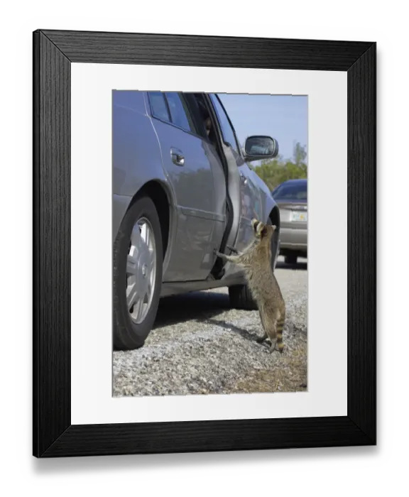 Framed Print : Common Raccoon (Procyon lotor) adult, begging for food beside car, Ding Darling N. W. R. Florida, U. S. A Framed Print : Common Raccoon (Procyon lotor) adult, begging for food beside car, Ding Darling N. W. R. Florida, U. S. A