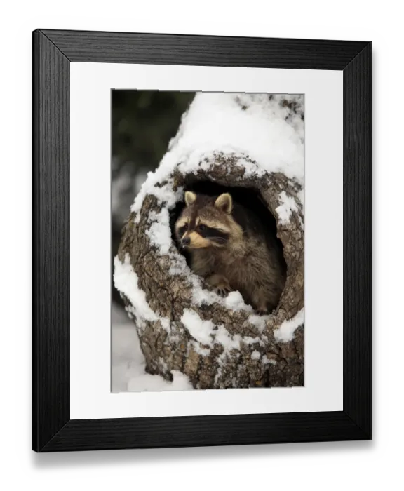 Framed Print : Common Raccoon (Procyon lotor) adult, at den entrance in snow covered tree trunk, Montana, U. S. A. winter (captive)