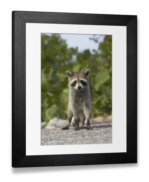 Framed Print : Common Raccoon (Procyon lotor) adult, standing, Ding Darling N. W. R. Florida, U. S. A Framed Print : Common Raccoon (Procyon lotor) adult, standing, Ding Darling N. W. R. Florida, U. S. A