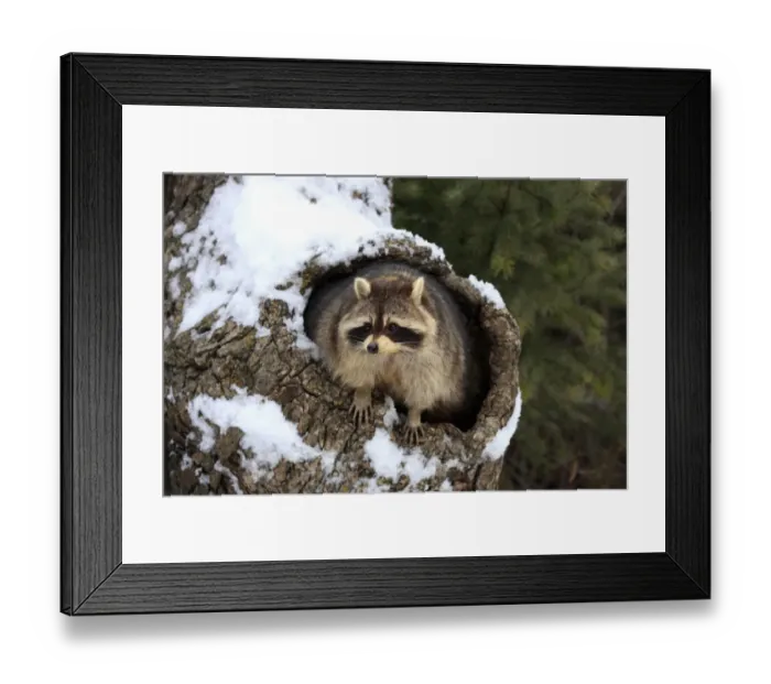 Framed Print : Common Raccoon (Procyon lotor) adult, at den entrance in snow covered tree trunk, Montana, U. S. A. winter (captive) Framed Print : Common Raccoon (Procyon lotor) adult, at den entrance in snow covered tree trunk, Montana, U. S. A. winter (captive)