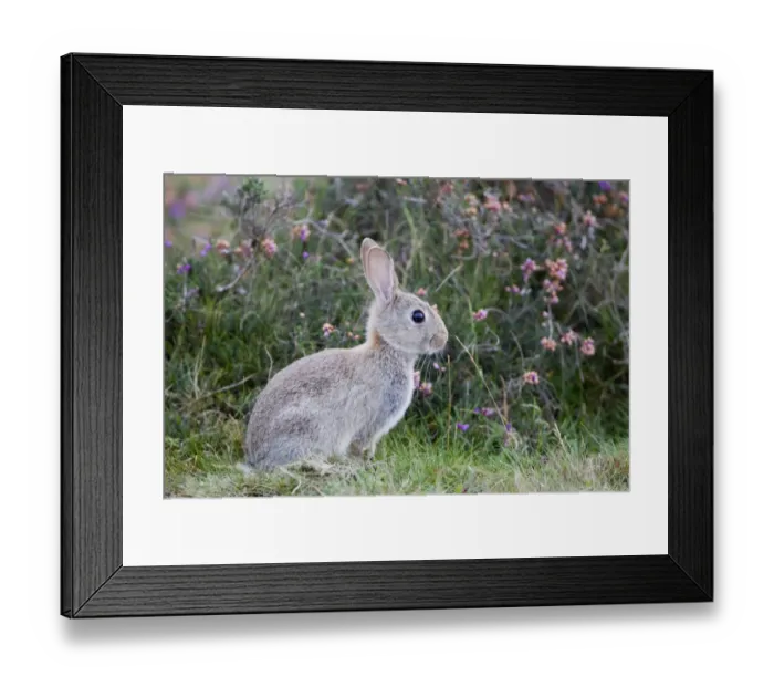 Framed Print : European Rabbit (Oryctolagus cuniculus) adult, sitting on heathland, Minsmere RSPB Reserve, Suffolk, England, october Framed Print : European Rabbit (Oryctolagus cuniculus) adult, sitting on heathland, Minsmere RSPB Reserve, Suffolk, England, october