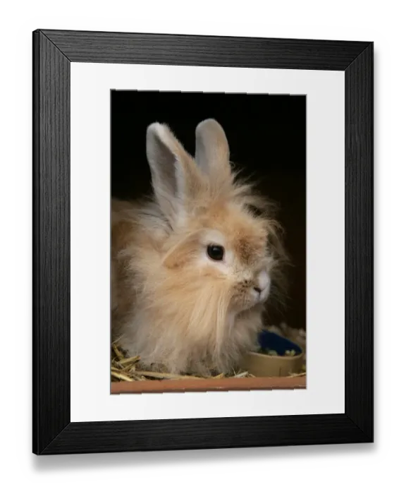 Framed Print : Domestic Rabbit, Lionhead, adult female, close-up of head, sitting in hutch beside food bowl, England, october Framed Print : Domestic Rabbit, Lionhead, adult female, close-up of head, sitting in hutch beside food bowl, England, october