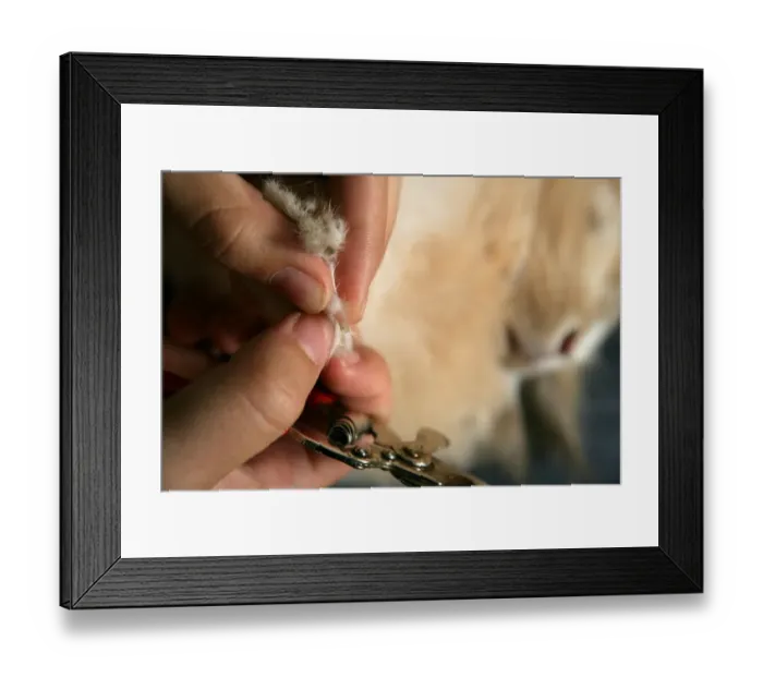 Framed Print : Domestic Rabbit, adult, with owner holding correctly clipped claw, England, october Framed Print : Domestic Rabbit, adult, with owner holding correctly clipped claw, England, october