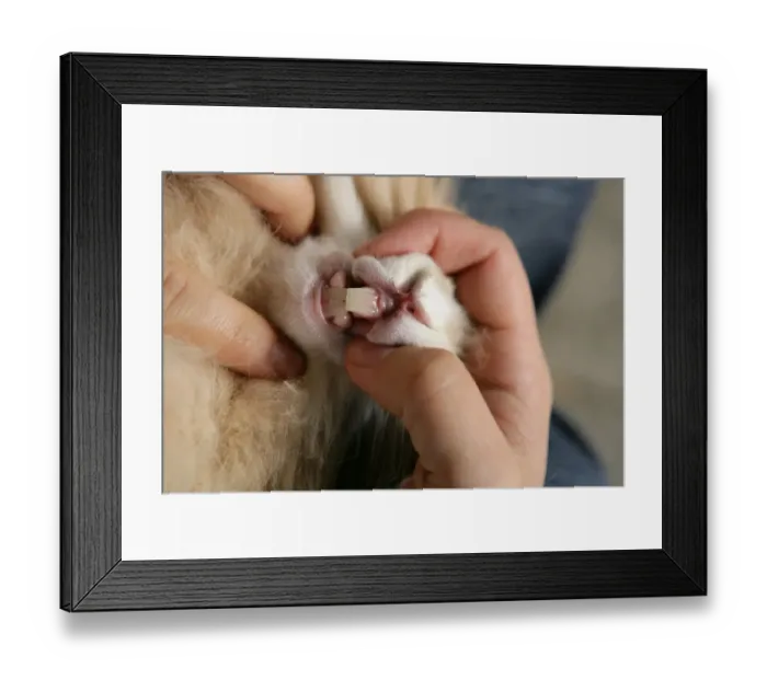 Framed Print : Domestic Rabbit, adult, with owner inspecting teeth, England, october Framed Print : Domestic Rabbit, adult, with owner inspecting teeth, England, october