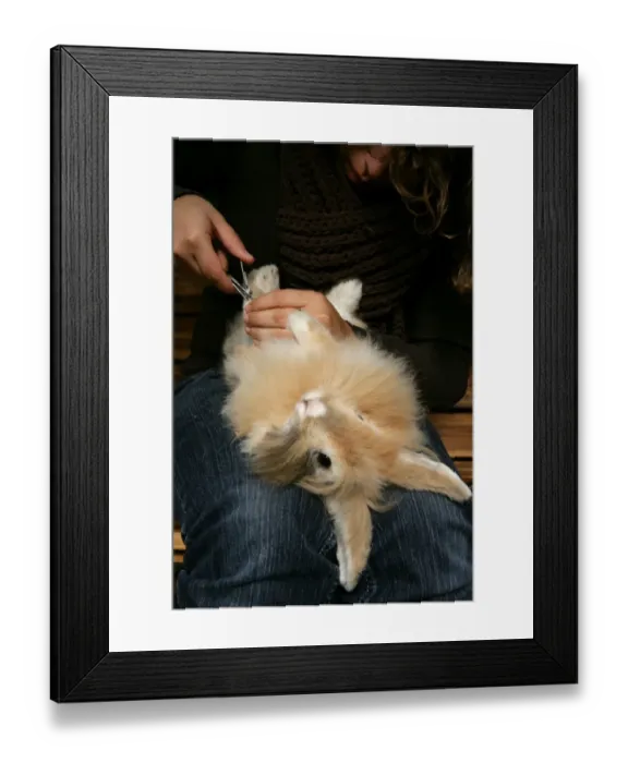 Framed Print : Domestic Rabbit, adult, with owner clipping claws, England, october Framed Print : Domestic Rabbit, adult, with owner clipping claws, England, october