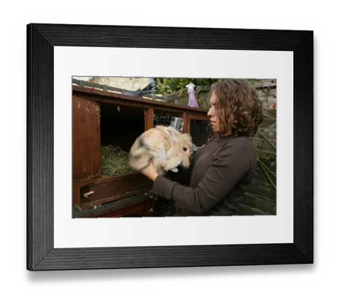 Framed Print : Domestic Rabbit, adult, held by owner outside hutch, England, october Framed Print : Domestic Rabbit, adult, held by owner outside hutch, England, october