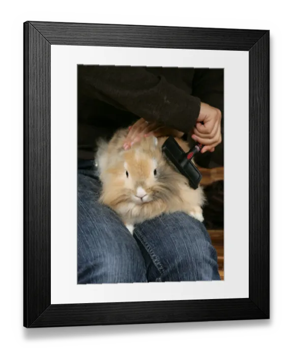 Framed Print : Domestic Rabbit, adult, with owner brushing fur, England, october Framed Print : Domestic Rabbit, adult, with owner brushing fur, England, october