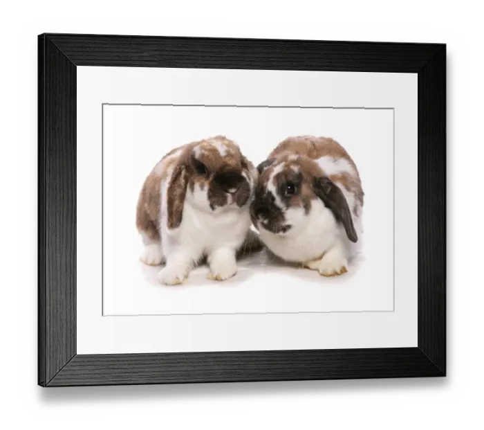 Framed Print : Domestic Rabbit, lop-eared, two adults, sitting Framed Print : Domestic Rabbit, lop-eared, two adults, sitting
