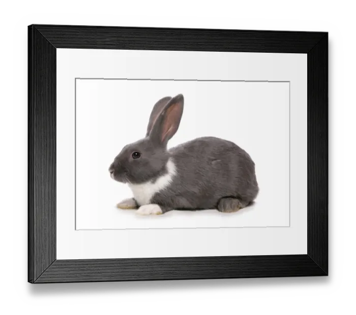 Framed Print : Domestic Rabbit, silver blue, adult, laying Framed Print : Domestic Rabbit, silver blue, adult, laying