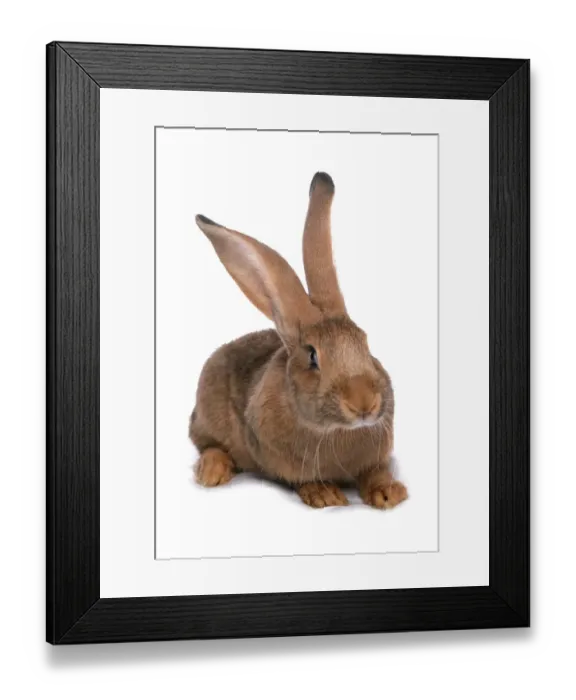 Framed Print : Domestic Rabbit, Brown Giant House Rabbit, adult, sitting