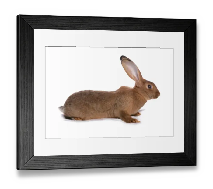 Framed Print : Domestic Rabbit, Brown Giant House Rabbit, adult, sitting Framed Print : Domestic Rabbit, Brown Giant House Rabbit, adult, sitting