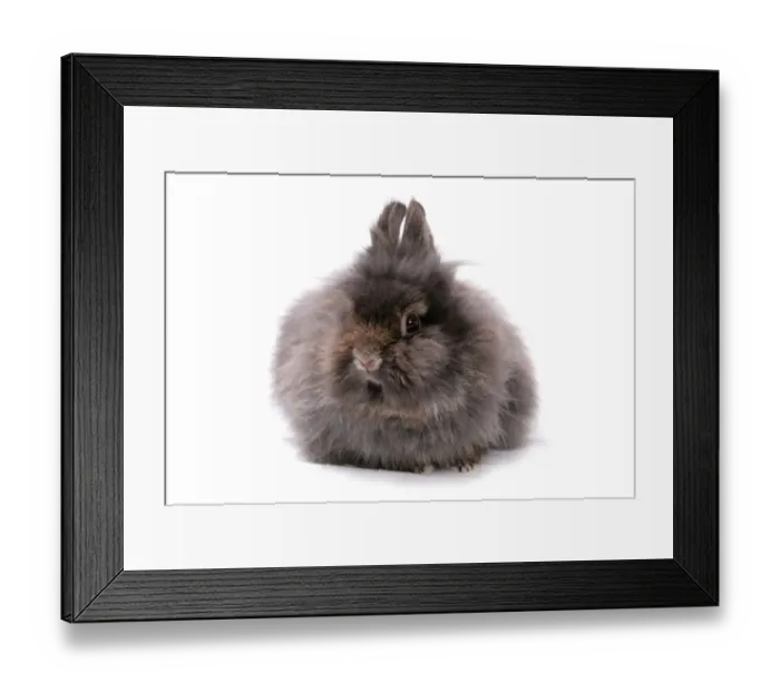Framed Print : Domestic Rabbit, Lionhead, black adult, sitting Framed Print : Domestic Rabbit, Lionhead, black adult, sitting