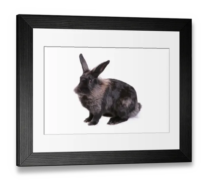 Framed Print : Domestic Rabbit, Lionhead, adult male, sitting Framed Print : Domestic Rabbit, Lionhead, adult male, sitting