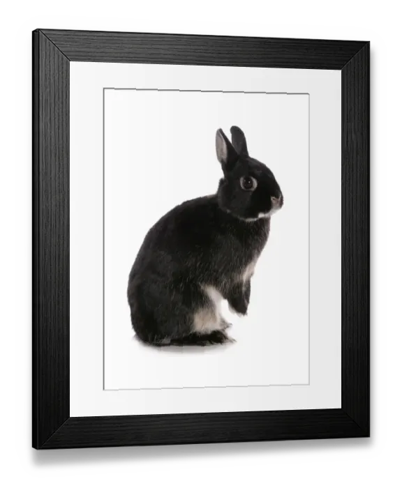 Framed Print : Domestic Rabbit, black dwarf, adult, standing on hind legs Framed Print : Domestic Rabbit, black dwarf, adult, standing on hind legs