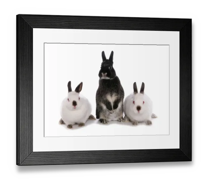 Framed Print : Domestic Rabbit, three adults, standing on hind legs and sitting Framed Print : Domestic Rabbit, three adults, standing on hind legs and sitting