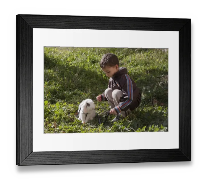 Framed Print : Domestic Rabbit, lop-eared young, wearing harness, outdoors with young boy owner, Spain Framed Print : Domestic Rabbit, lop-eared young, wearing harness, outdoors with young boy owner, Spain
