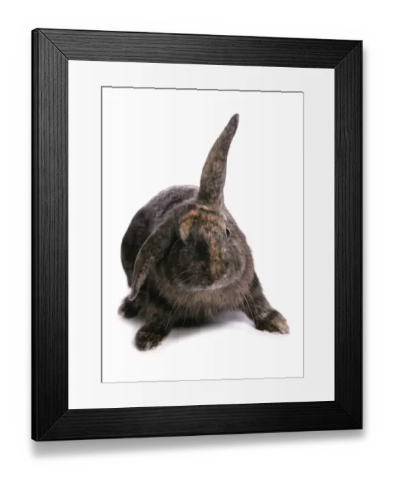 Framed Print : Domestic Rabbit, tortoiseshell lop-eared, adult Framed Print : Domestic Rabbit, tortoiseshell lop-eared, adult