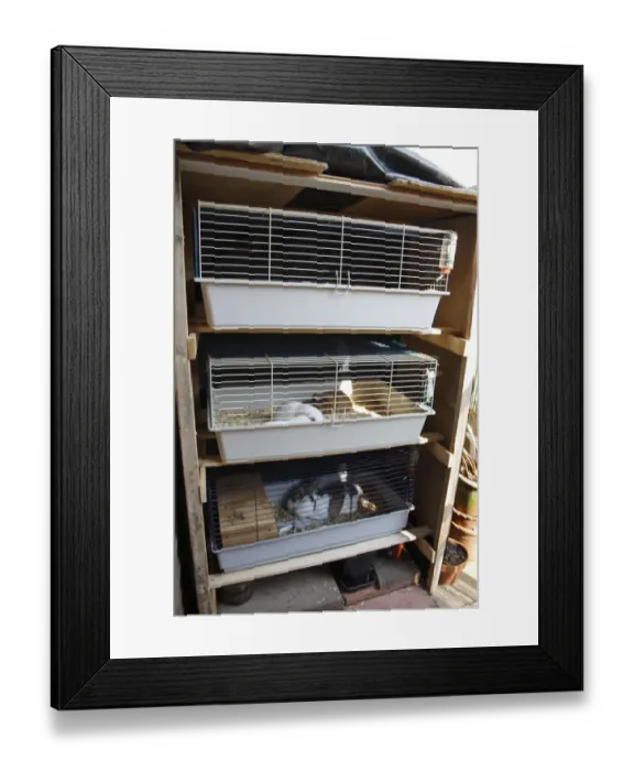 Framed Print : Domestic Rabbit and Guinea Pigs, adults, in outdoor cages under shelter, Suffolk, England, april Framed Print : Domestic Rabbit and Guinea Pigs, adults, in outdoor cages under shelter, Suffolk, England, april