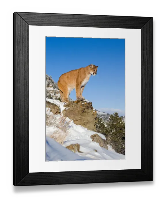 Framed Print : Puma (Felis concolor) adult, standing on rock in snow, Rocky Mountains, Montana, U. S. A. january (captive) Framed Print : Puma (Felis concolor) adult, standing on rock in snow, Rocky Mountains, Montana, U. S. A. january (captive)