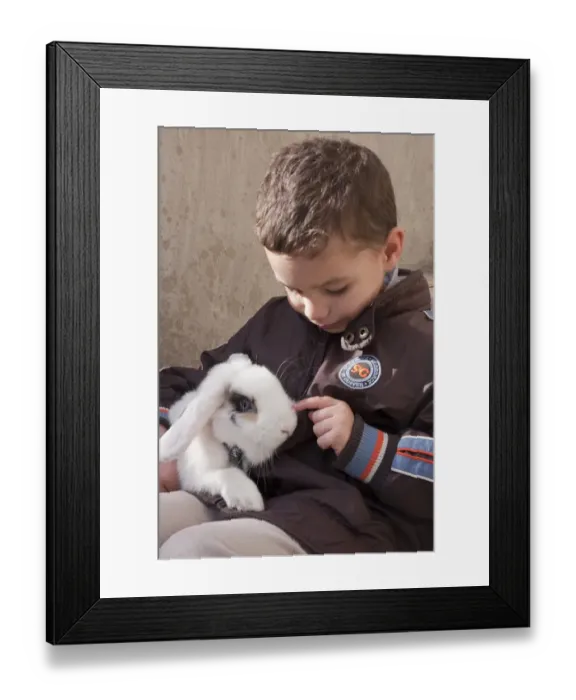 Framed Print : Domestic Rabbit, lop-eared young, wearing harness, sitting with young boy owner, Spain Framed Print : Domestic Rabbit, lop-eared young, wearing harness, sitting with young boy owner, Spain