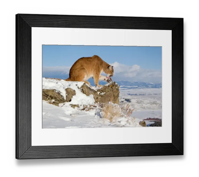 Framed Print : Puma (Felis concolor) adult, licking paw, sitting on rock in snow, Rocky Mountains, Montana, U. S. A. january (captive) Framed Print : Puma (Felis concolor) adult, licking paw, sitting on rock in snow, Rocky Mountains, Montana, U. S. A. january (captive)