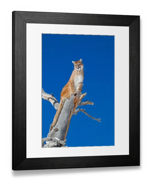 Framed Print : Puma (Felis concolor) adult, sitting in dead tree, Rocky Mountains, Montana, U. S. A. january (captive) Framed Print : Puma (Felis concolor) adult, sitting in dead tree, Rocky Mountains, Montana, U. S. A. january (captive)