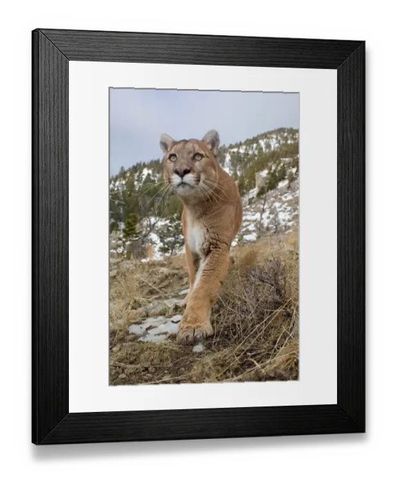 Framed Print : Puma (Felis concolor) adult, walking on slope with melting snow, Rocky Mountains, Montana, U. S. A. january (captive) Framed Print : Puma (Felis concolor) adult, walking on slope with melting snow, Rocky Mountains, Montana, U. S. A. january (captive)