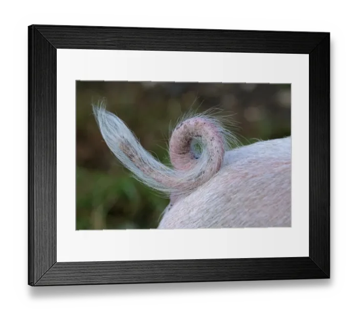 Framed Print : Domestic Pig, Gloucester Old Spot, piglet, close-up of curly tail, Oxfordshire, England, september Framed Print : Domestic Pig, Gloucester Old Spot, piglet, close-up of curly tail, Oxfordshire, England, september