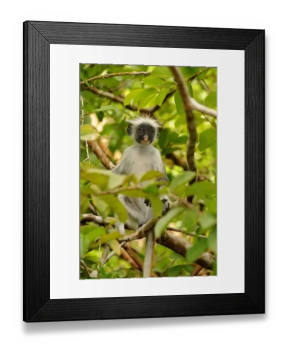 Framed Print : Zanzibar Red Colobus (Procolobus kirkii) young, sitting on branches in tree, Jozani Forest, Zanzibar, Tanzania Framed Print : Zanzibar Red Colobus (Procolobus kirkii) young, sitting on branches in tree, Jozani Forest, Zanzibar, Tanzania