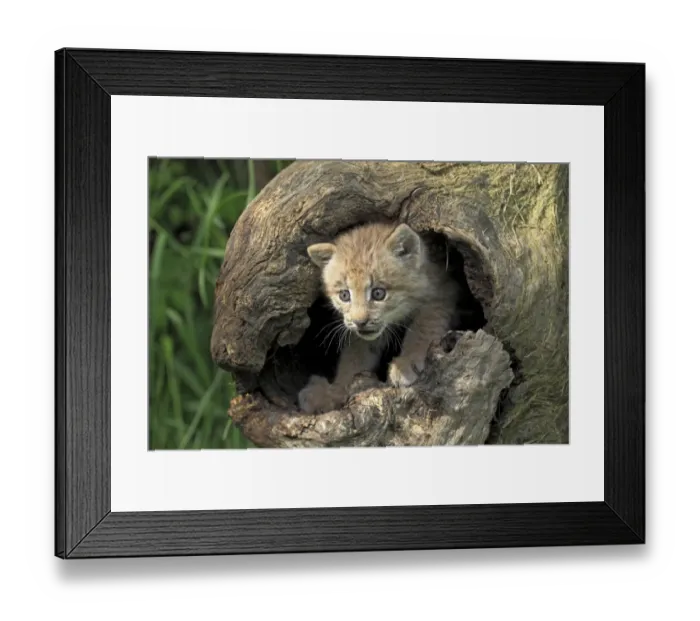 Framed Print : Canadian Lynx (Lynx canadensis) eight-weeks old cub, in hollow tree trunk, Montana, U. S. A. june (captive) Framed Print : Canadian Lynx (Lynx canadensis) eight-weeks old cub, in hollow tree trunk, Montana, U. S. A. june (captive)