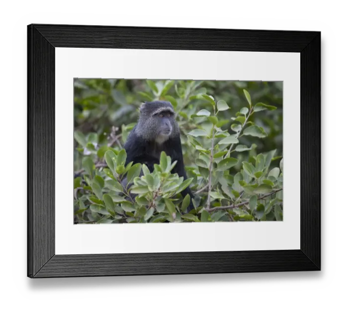 Framed Print : Blue Monkey (Cercopithecus mitis) adult, sitting amongst leaves in tree, Lake Manyara N. P. Tanzania, november