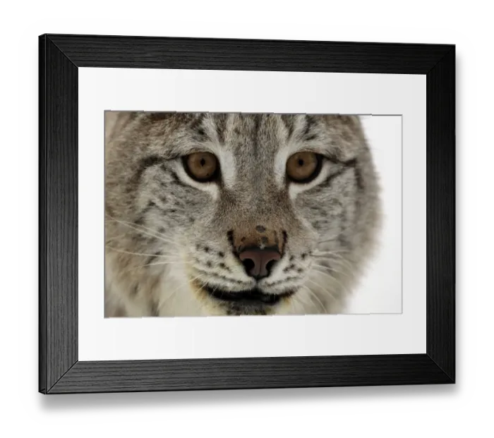 Framed Print : Eurasian Lynx (Lynx lynx) adult, close-up of face, in snow, winter (captive) Framed Print : Eurasian Lynx (Lynx lynx) adult, close-up of face, in snow, winter (captive)
