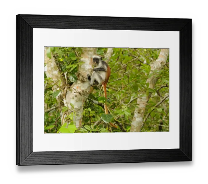 Framed Print : Zanzibar Red Colobus (Procolobus kirkii) young, feeding, sitting on branches in tree, Jozani Forest, Zanzibar, Tanzania Framed Print : Zanzibar Red Colobus (Procolobus kirkii) young, feeding, sitting on branches in tree, Jozani Forest, Zanzibar, Tanzania