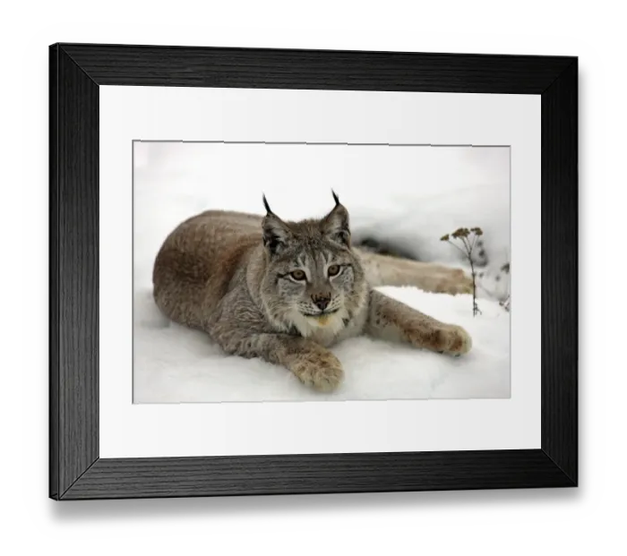 Framed Print : Eurasian Lynx (Lynx lynx) adult, resting on snow, winter (captive)