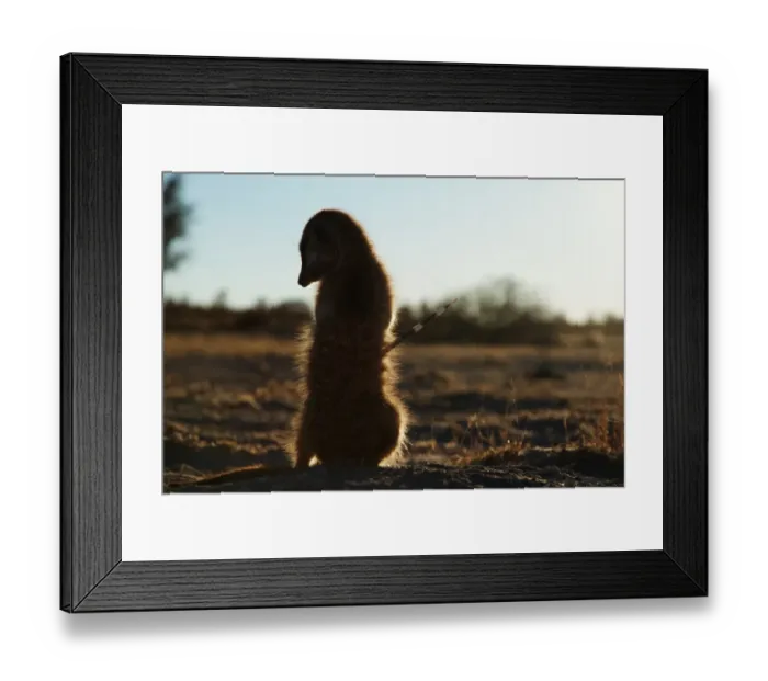 Framed Print : Meerkat (Suricata suricatta) adult, with porcupine quill stuck in side, Kalahari Meerkat Project, Kuruman River Reserve, Kalahari Desert, Northern Cape, South Africa