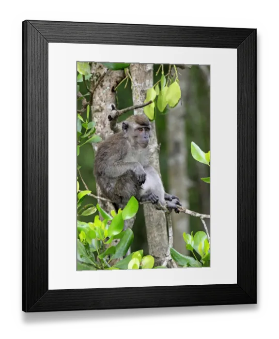 Framed Print : Crab-eating Macaque (Macaca fascicularis) adult, sitting in tree, Labuk Bay, Sabah, Borneo, Malaysia Framed Print : Crab-eating Macaque (Macaca fascicularis) adult, sitting in tree, Labuk Bay, Sabah, Borneo, Malaysia