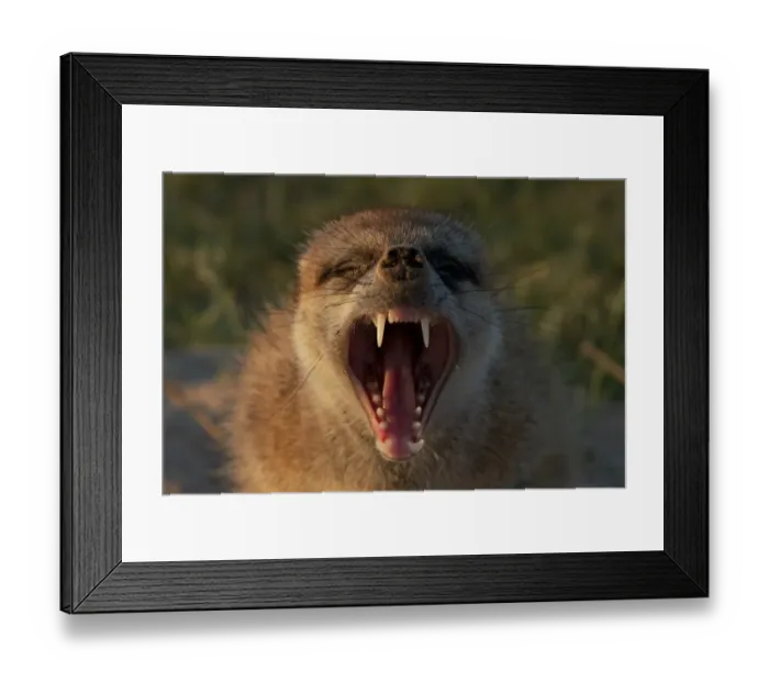 Framed Print : Meerkat (Suricata suricatta) adult, yawning, close-up of head, Kalahari Meerkat Project, Kuruman River Reserve, Kalahari Desert, Northern Cape, South Africa