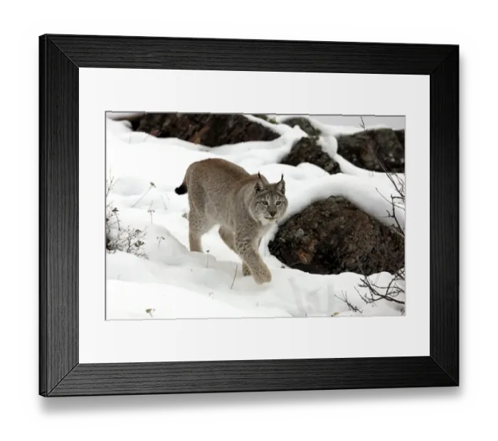 Framed Print : Eurasian Lynx (Lynx lynx) adult, walking on snow, winter (captive)