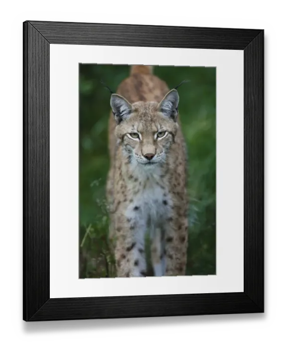Framed Print : Eurasian Lynx (Lynx lynx) adult, close-up of head, Finland, july